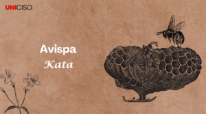 VÍDEO INSECTOS EN SIKUANI